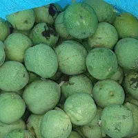 گردو درجه یک اعلا