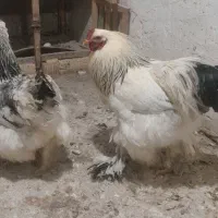 مرغ و خروس برهما
