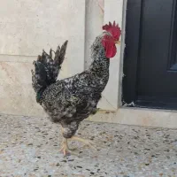 خروس