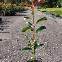 فتونیا قلمه ای و گلدان ۳نیم