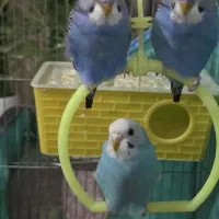 پرنده|پرنده|الیگودرز, |دیوار