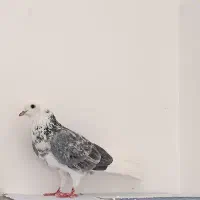 کبوتر شازده مامونیه