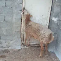 بره نرچاق برای قصابی