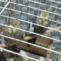 عروس هلندی|پرنده|نیشابور, سرآب کوشک|دیوار