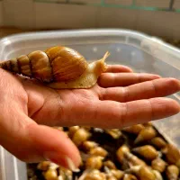 فروش حلزون آچاتینا آلبینو