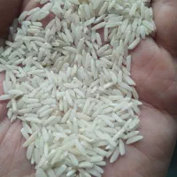 برنج هاشمی