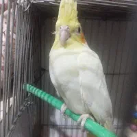 عروس هلندی