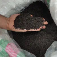 چای محلی شمال