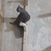 کفتر کبوتر ماده  بهبهانی پلاکی