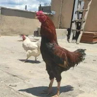 خروس دورگه