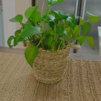 گل گلدان پتوس سبد حصیری..