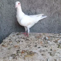 کفتر|پرنده|مشهد, انصار|دیوار