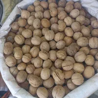 گردو و مغز گردو