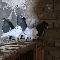 کفتر