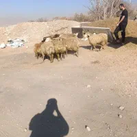 گوسفند زنده با قصاب