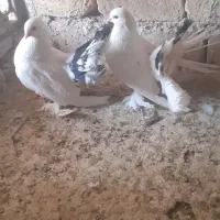 چتری کاکولی خوشکل