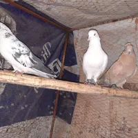 کبوتر تهرانی دونه ای ۳۰۰ تومن