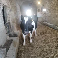 گاو|حیوانات مزرعه|تفت, |دیوار