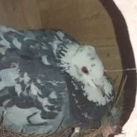 کفترهفت رنگ تهرونی ‌و..