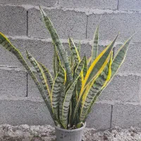 سانسوریاابلق(لبه طلایی)