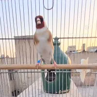 سهره