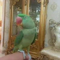 شاه طوطی مولد