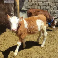 فروش دو راس گوساله نر