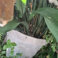 گل باغی|گل و گیاه طبیعی|املش, |دیوار