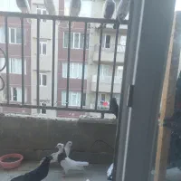 کبوتر