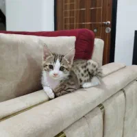 بچه گربه خونگی تمیز واروم