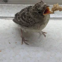 پرنده|پرنده|بجنورد, |دیوار