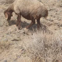 میش بره دار