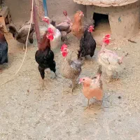 فروش چندعددمرغ تخم گذار ،تخم آبی