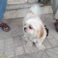 سگ پکینیز