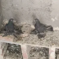 کبوتر فیلی ارکح مایا