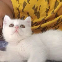 واگذاری فوری گربه میکس