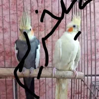 مرغشق و عروس پاریس و فنچ سالم سرحال
