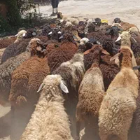 معتبر جایگاه زنده احشام گوسفند اقلا