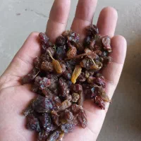 ممیز
