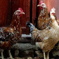 تخم مرغ گلین خال سوزنی ۱۰۰ درصد نطفه