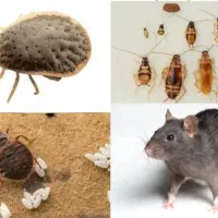 سمپاشی سوسک ساس موش(سم پاشی)تمام نقاط و حومه