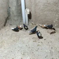 کفتر رنگه