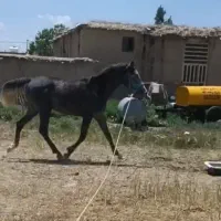 کره نریان دره شوری