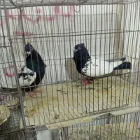 کبوترهای رنگی سینه خوب