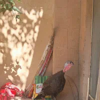 ماده بوقلمون