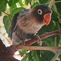 کوتوله 2ماهه دانخور دستی