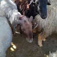 گوسفند خود درتهران وحومه مغانی زنده