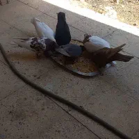 ۵ عدد کبوتر با جوجه
