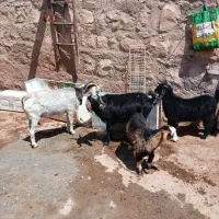 بز و بزغاله درجه یک