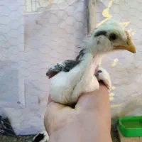 جوجه خروس گلین